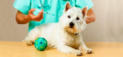 Porque vacinar e desparasitar o seu cão?