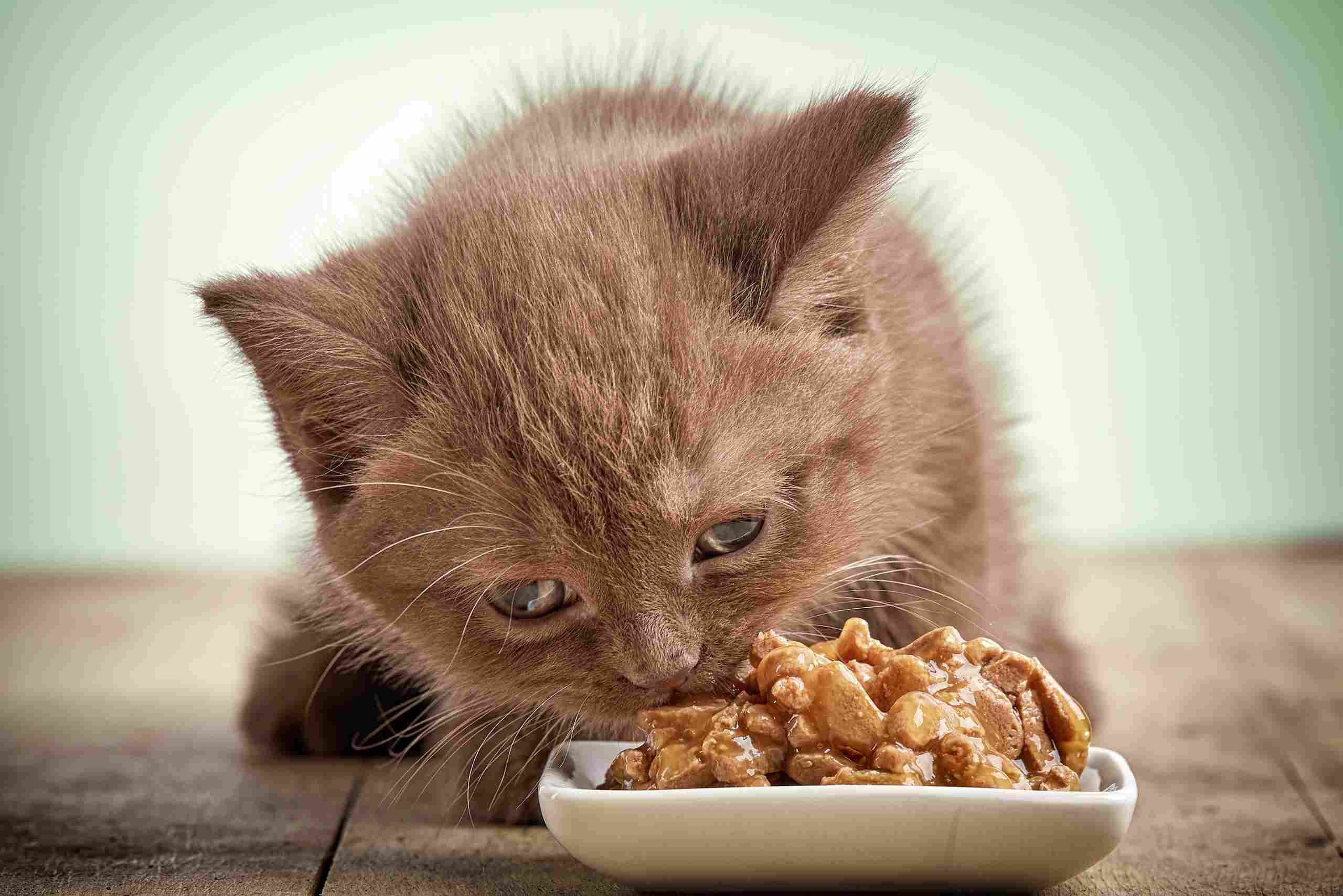 Alimentação em gatinhos
