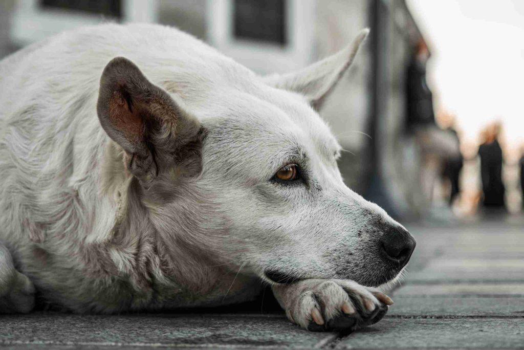 ansiedade de separação