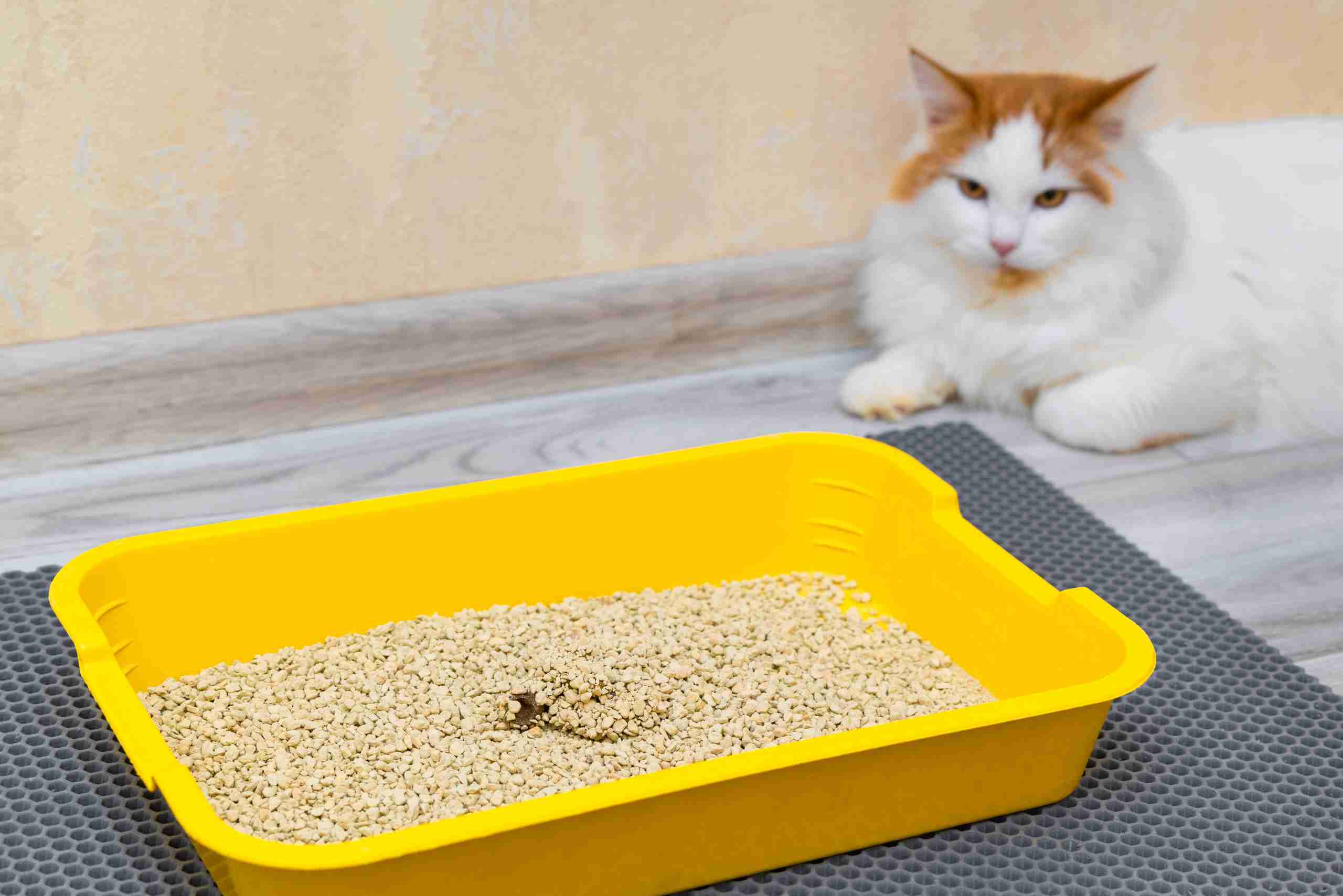 Caixa de areia gato