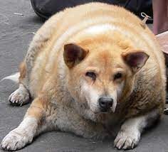 cão gordo