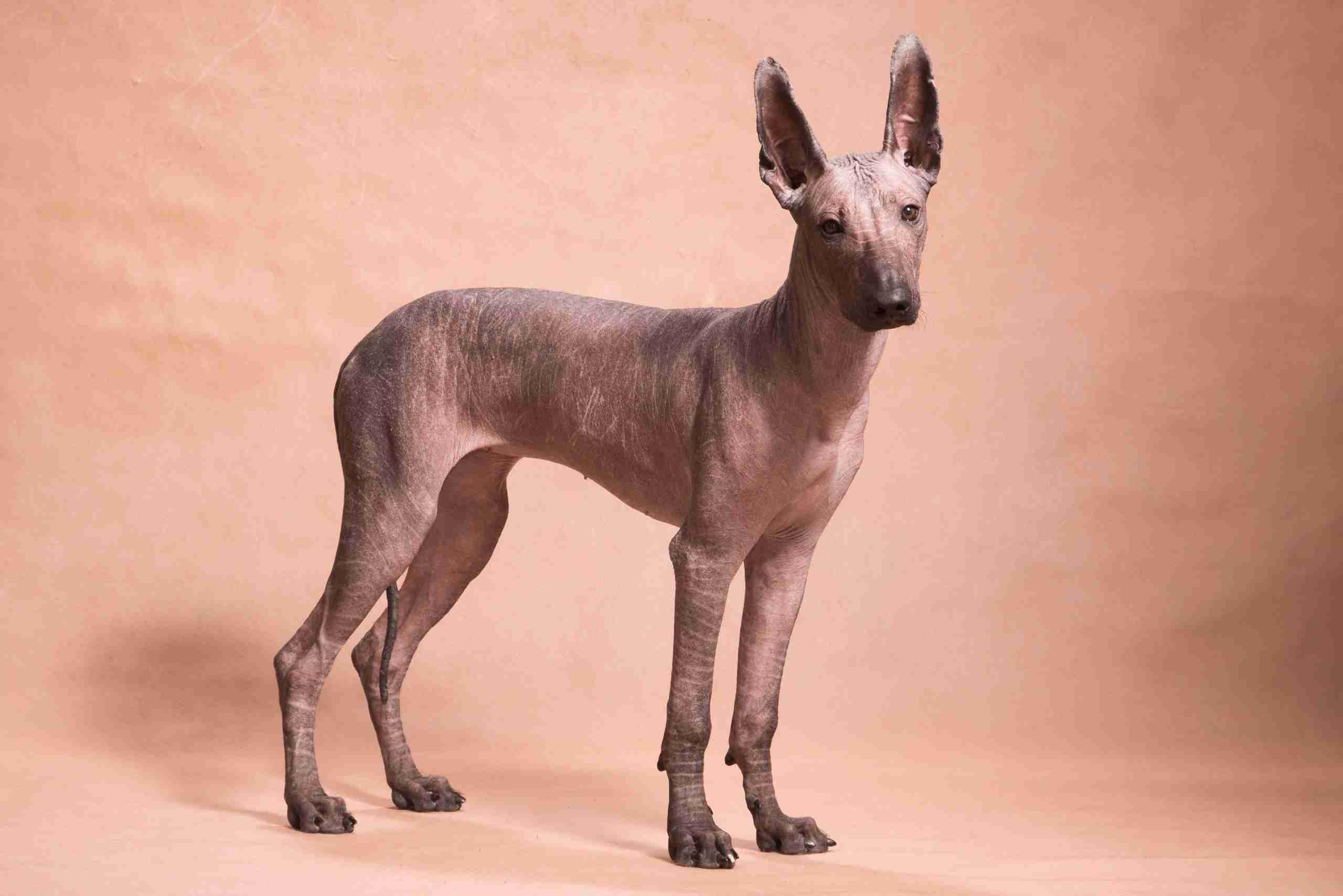 Cão Nu do México