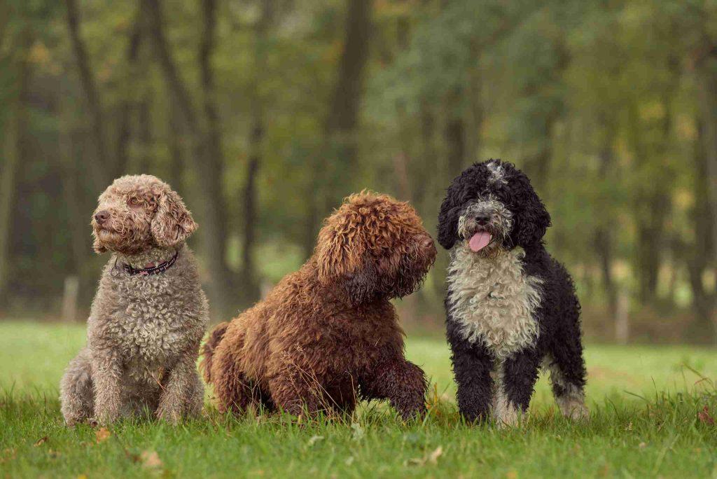 Raça de Cães - Cão de Água Português
