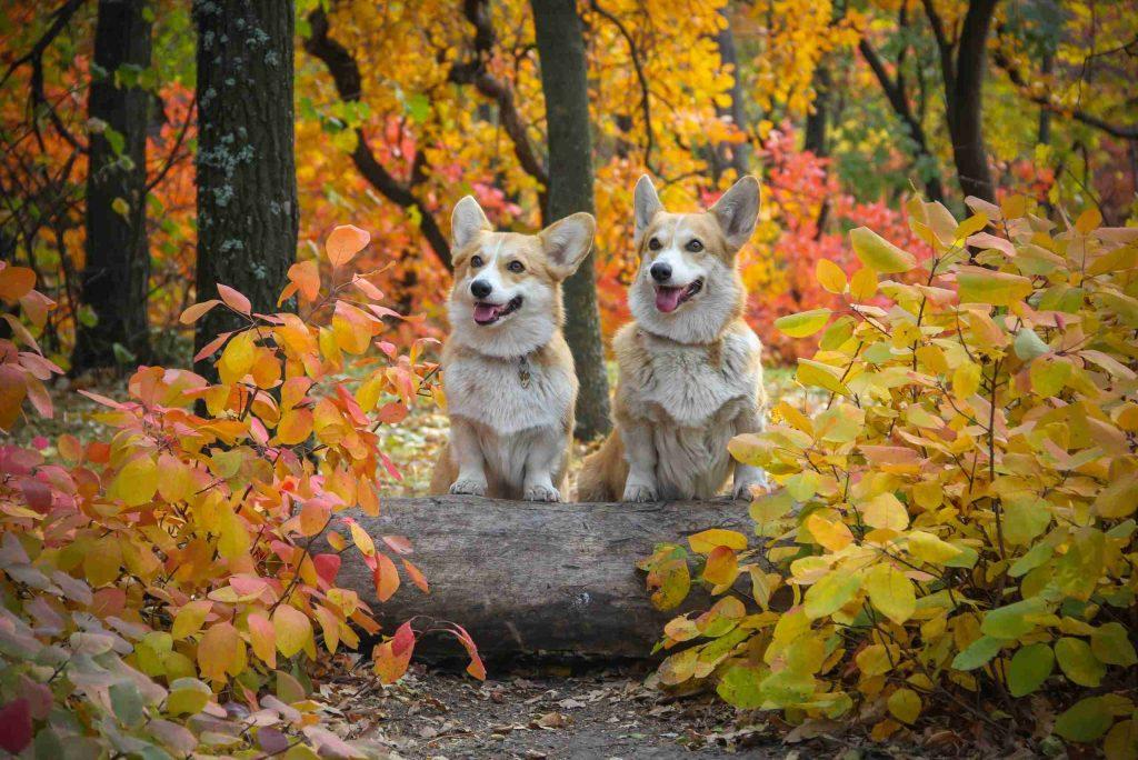 Cardigan Welsh Corgi