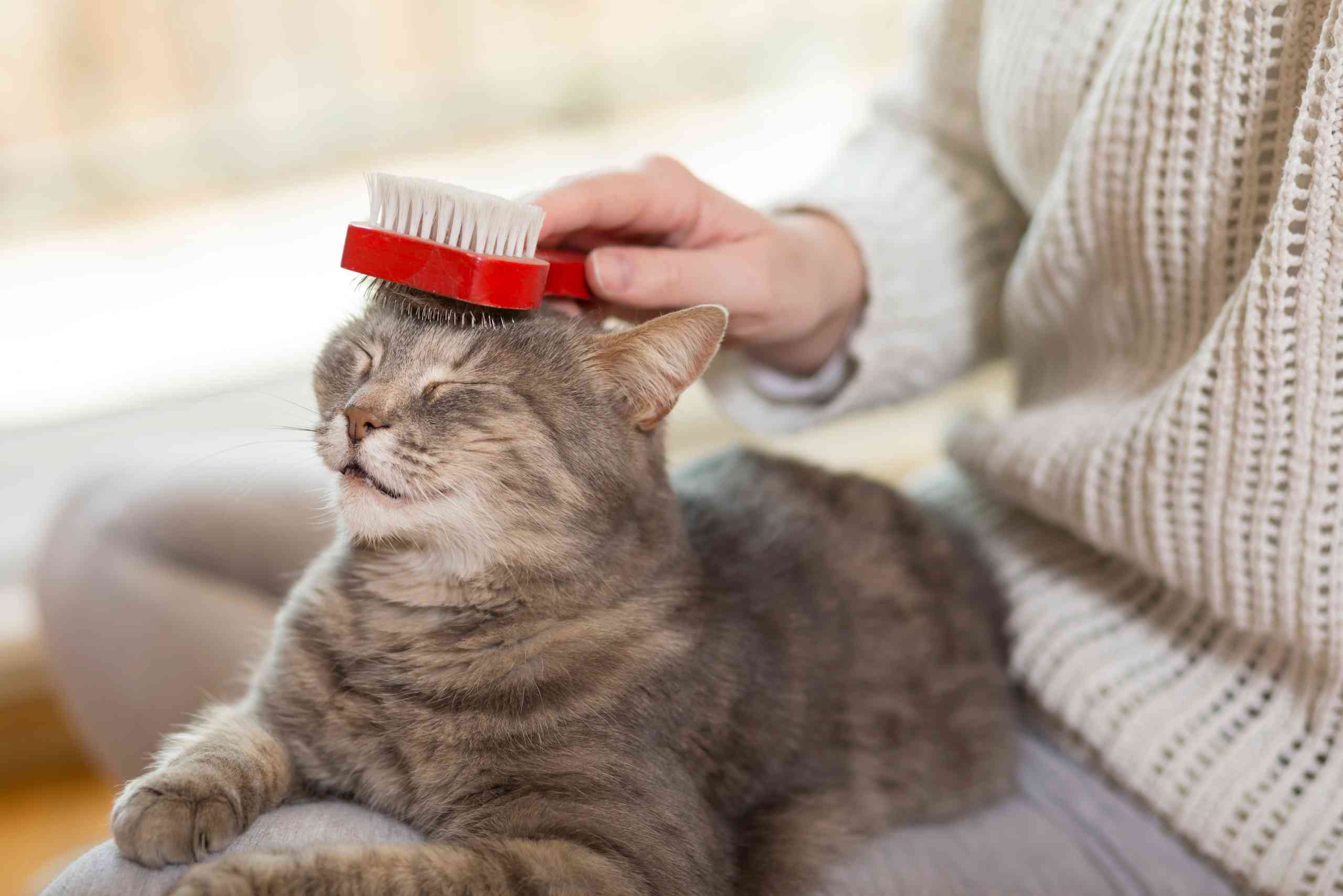 Desenvolvimento e cuidados a ter com o gatinho