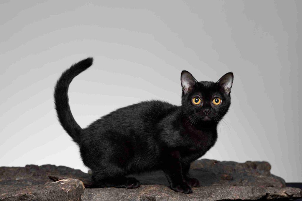 raça de gatos bombay