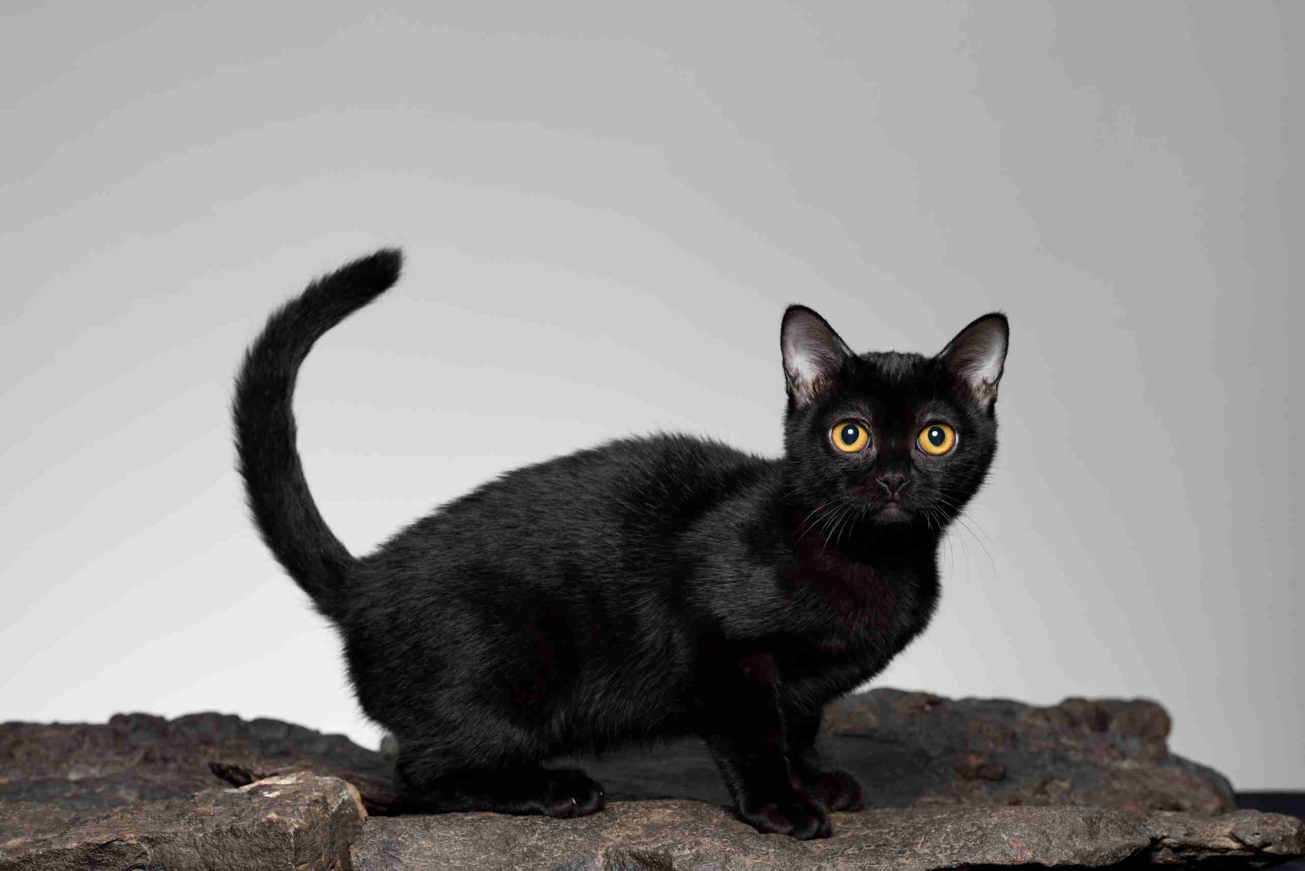 raça de gatos bombay