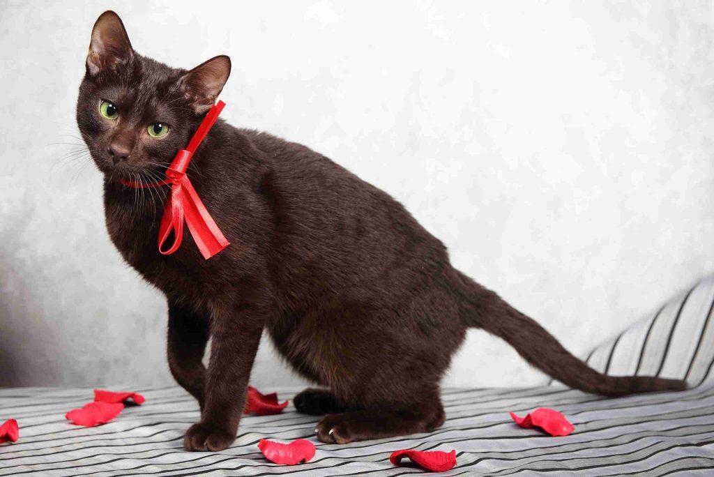 raça rara de gatos havana brown