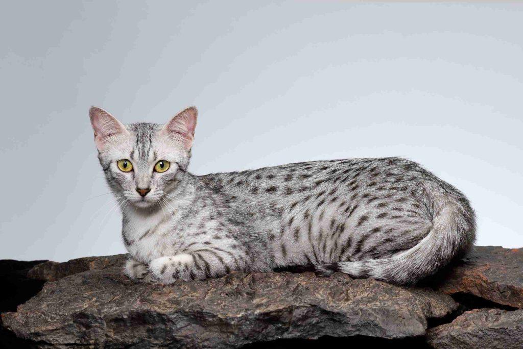 Egyptian Mau