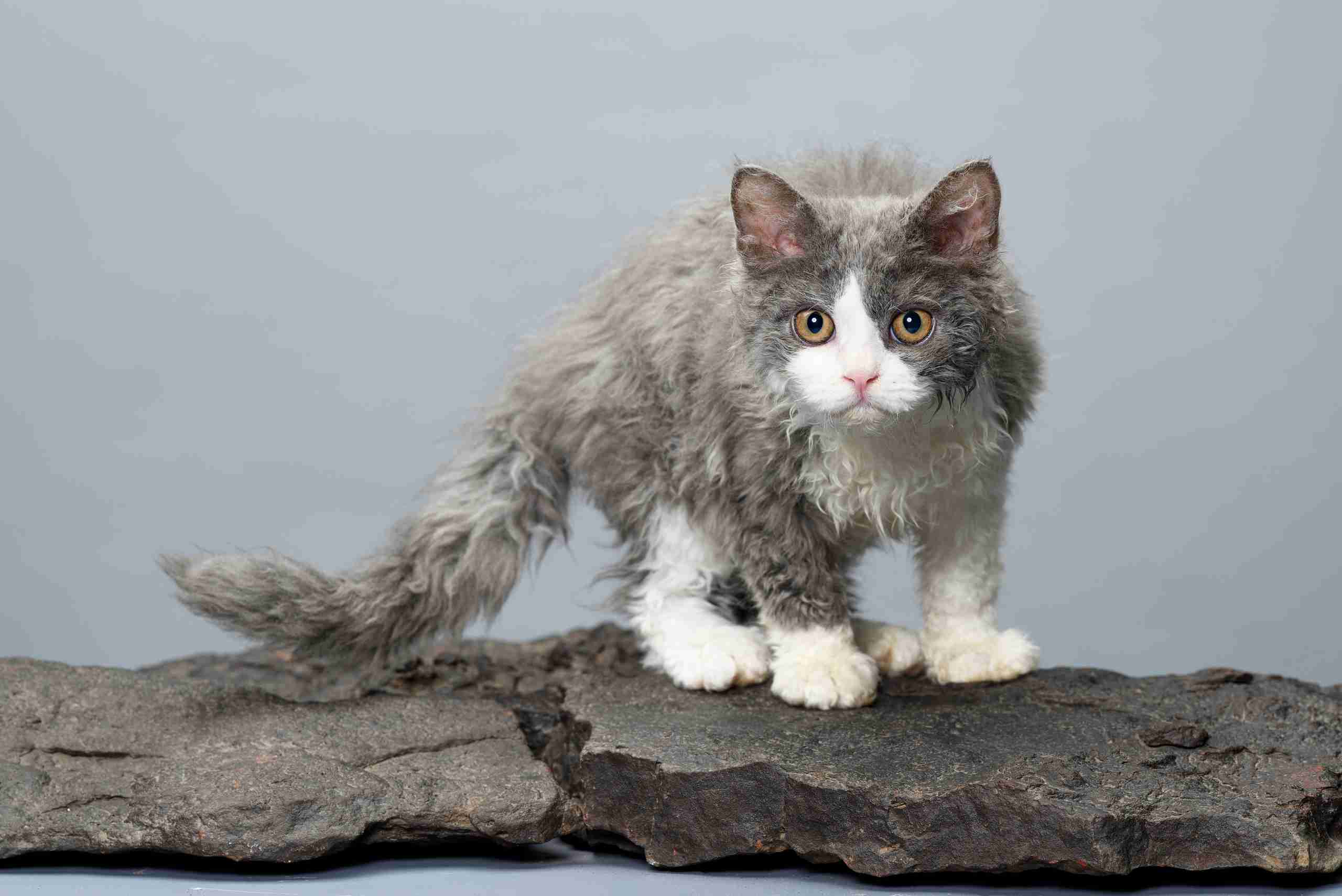 Raça Selkirk Rex