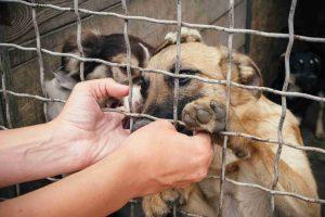 Jovens da Lousada apostam no bem-estar animal