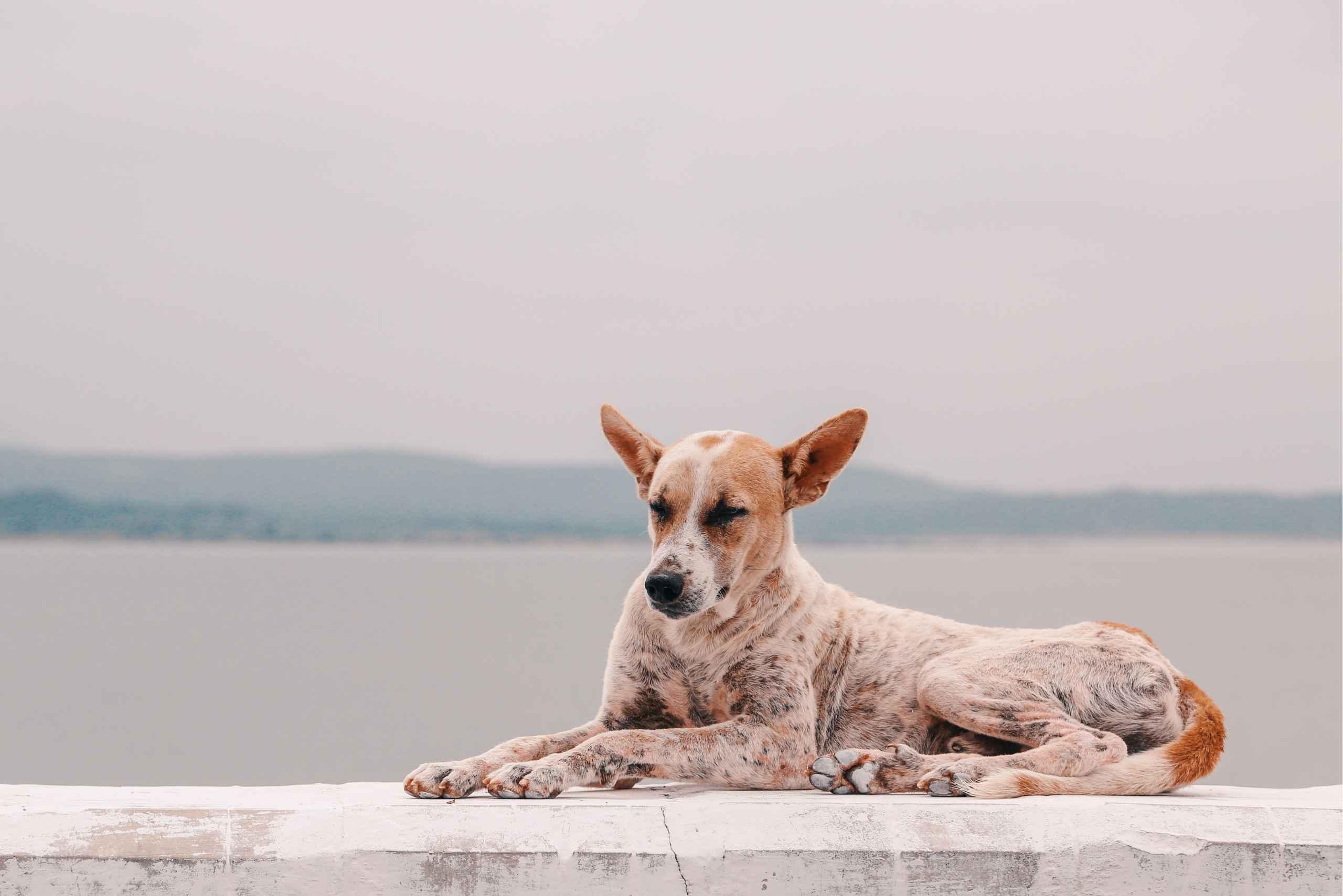 Leishmaniose nos cães