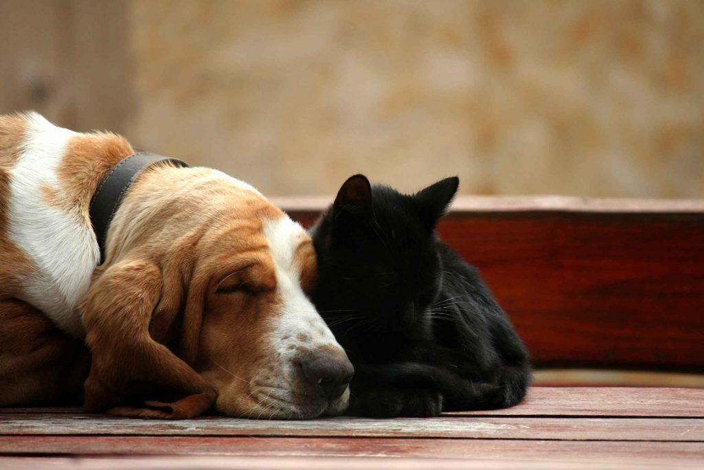 Linfoma em animais de estimação
