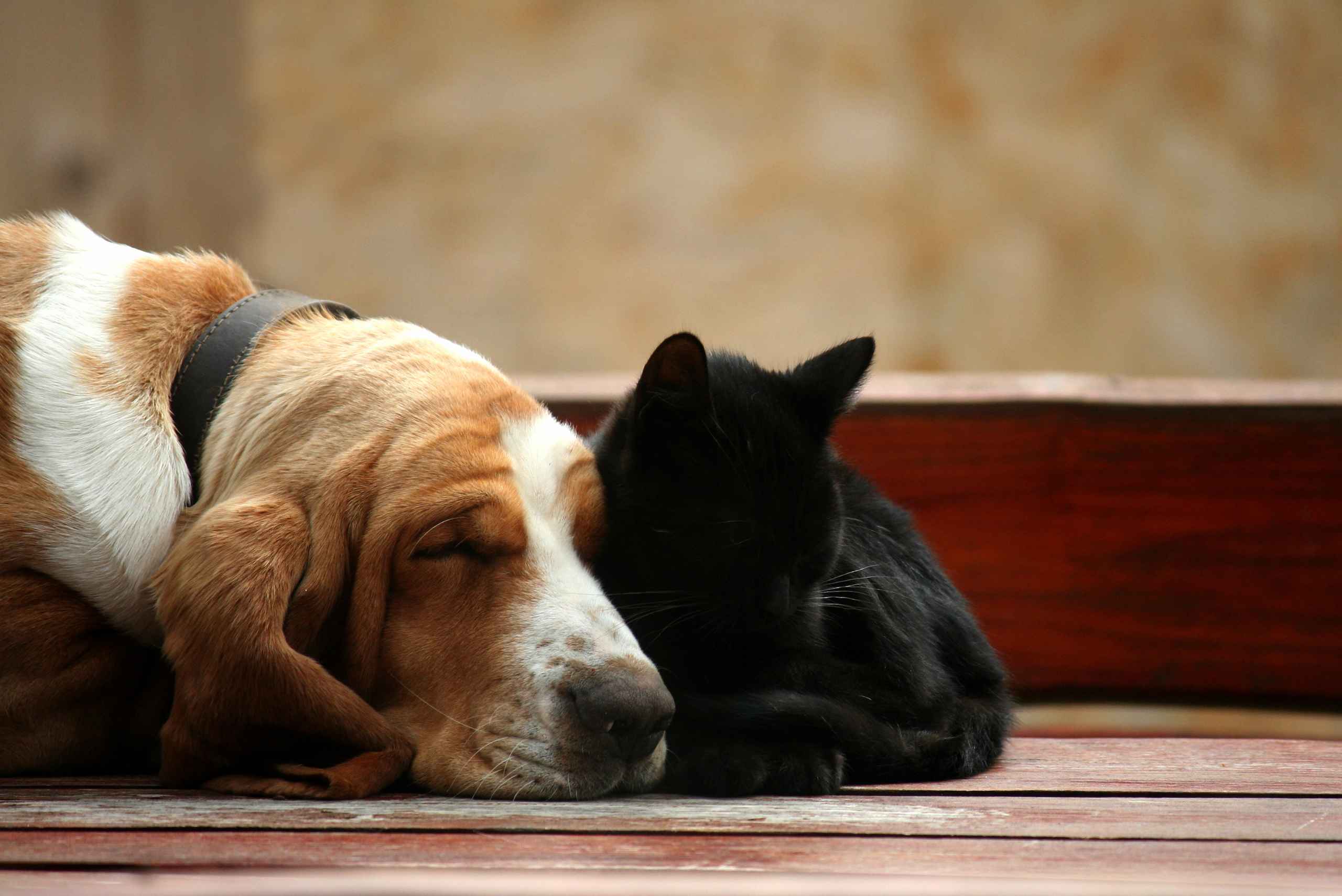 Linfoma em animais de estimação