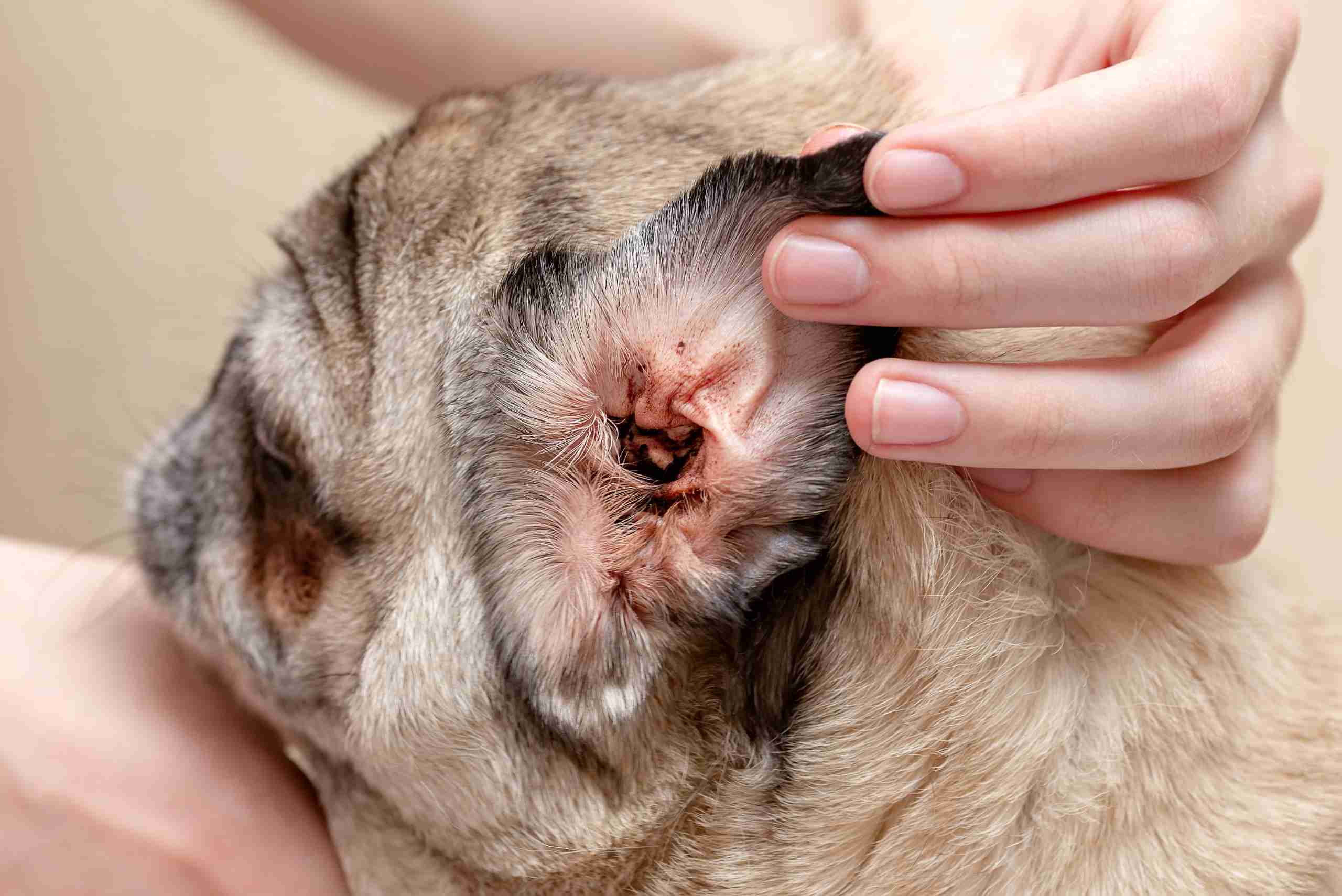 Malassezia canina: o que é e como tratar