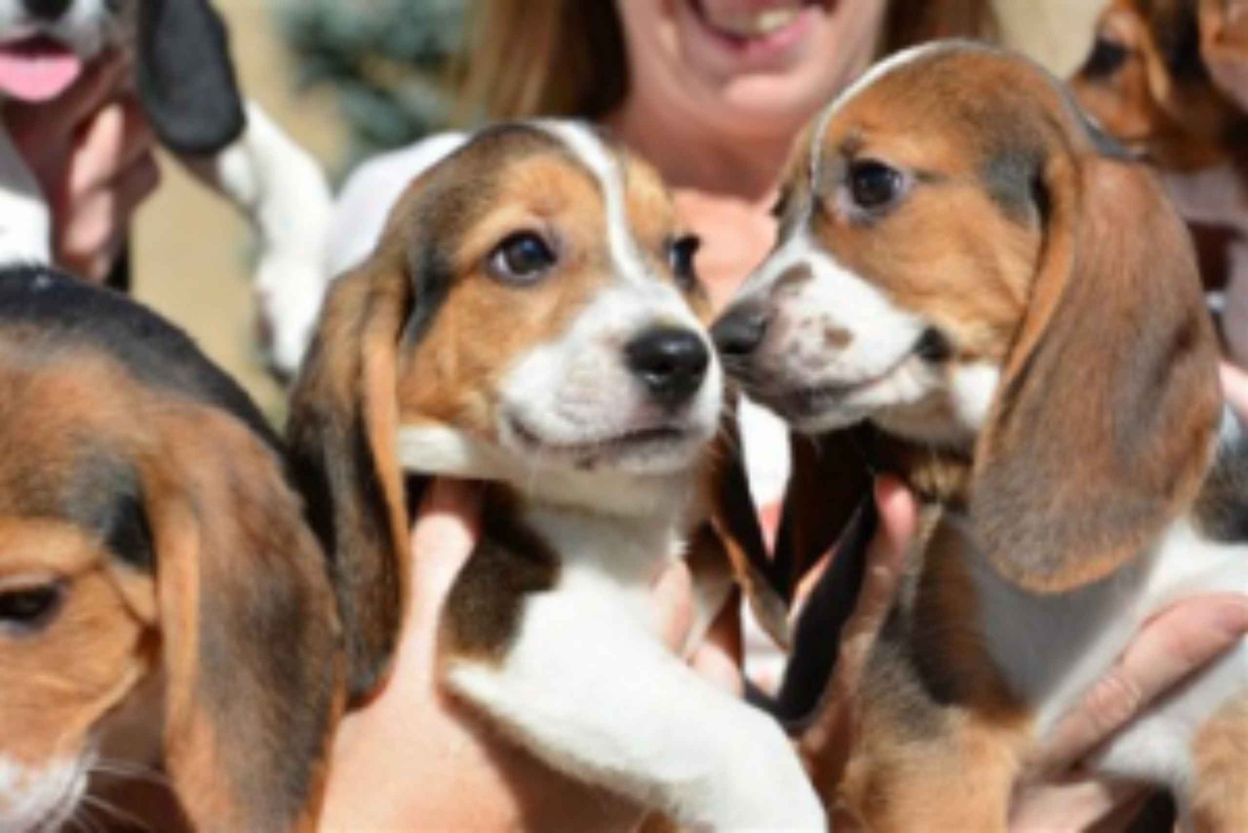 Nasceram os primeiros cães por fertilização in vitro