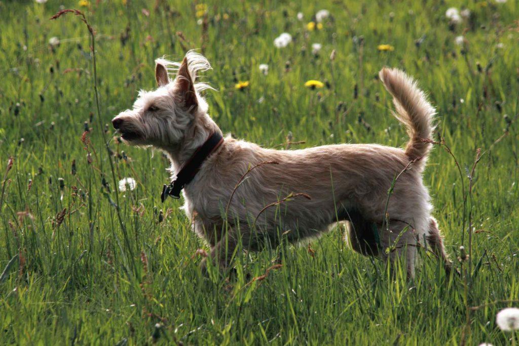raça de cães podengo portugês