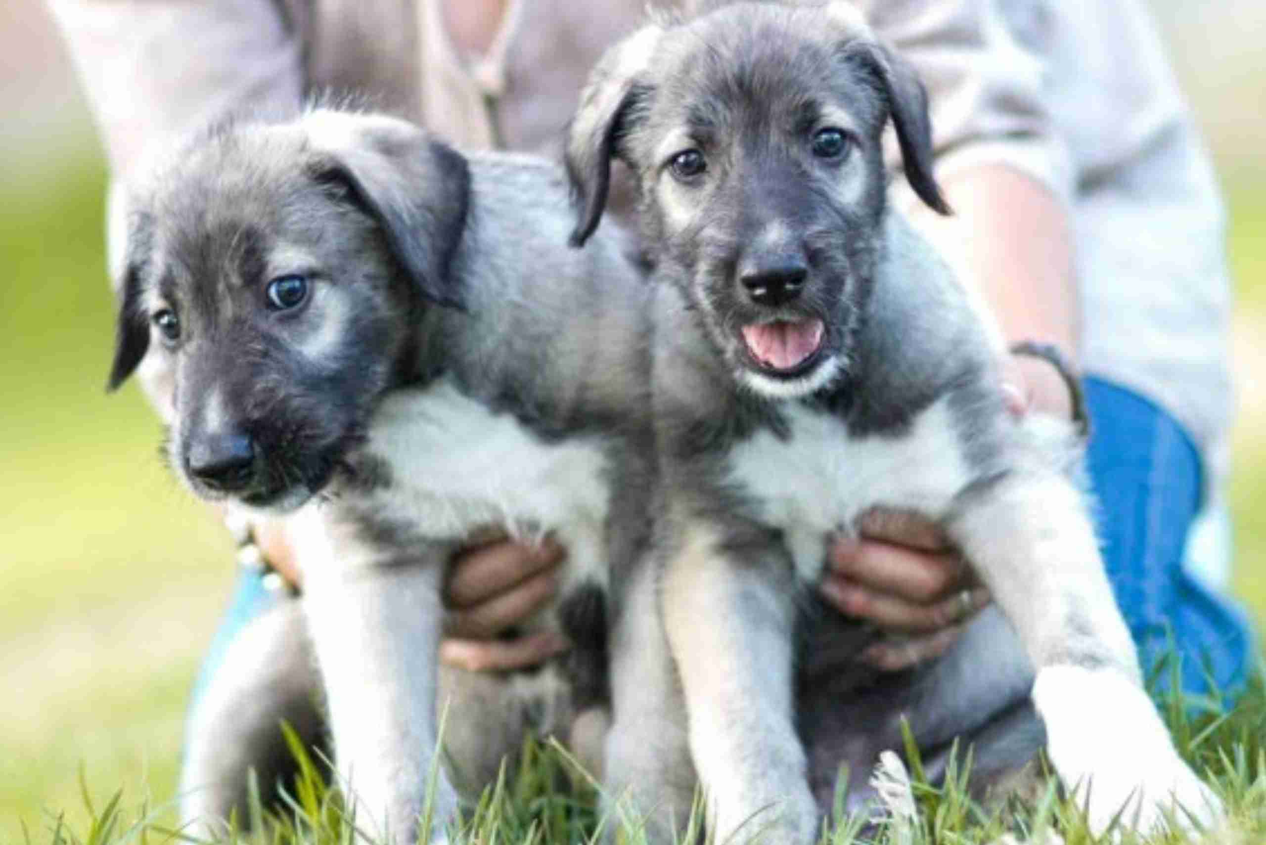 Primeiros cachorros gémeos idênticos