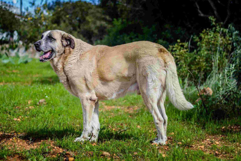 Raça Portuguesa de Cães