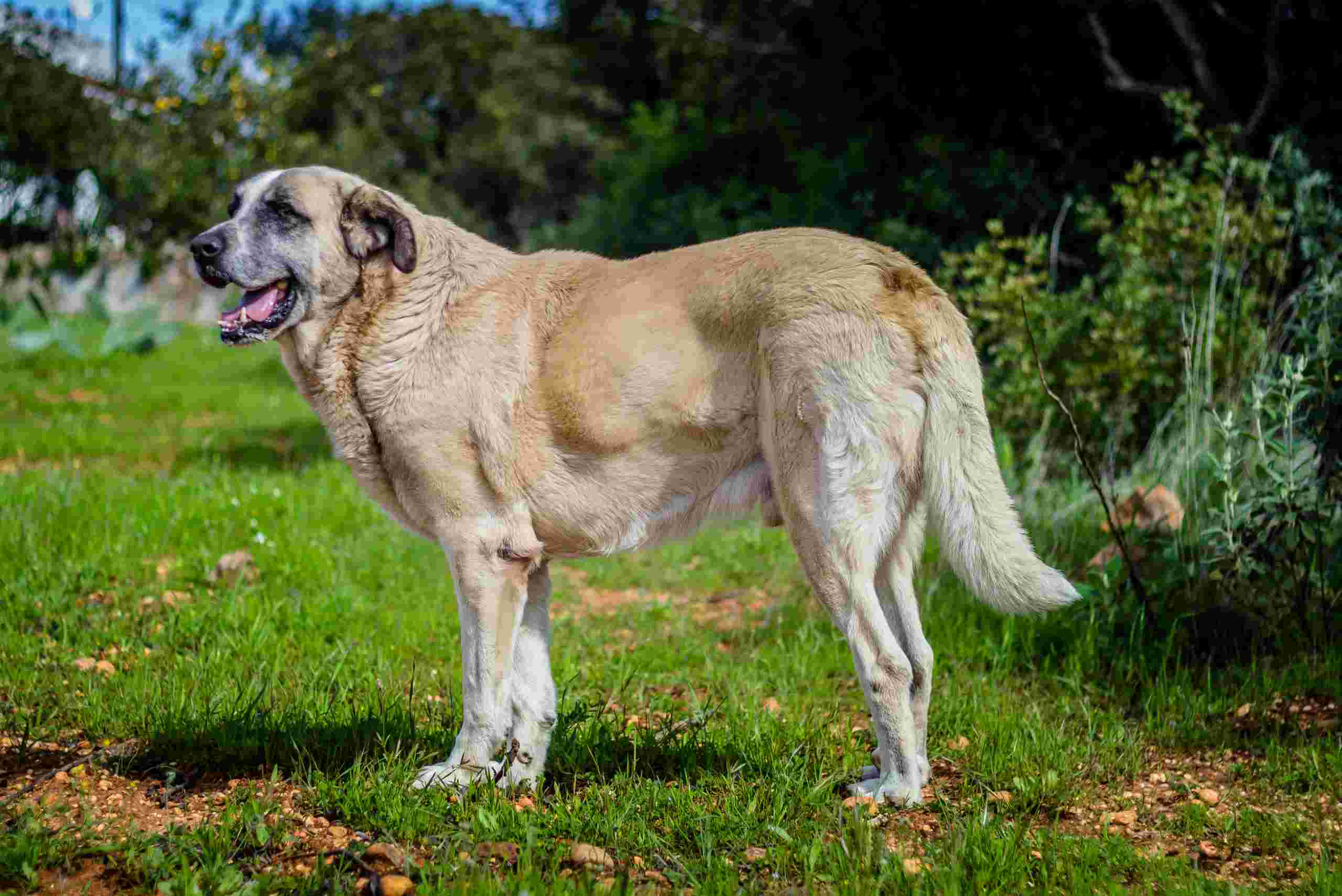 Raça Portuguesa de Cães