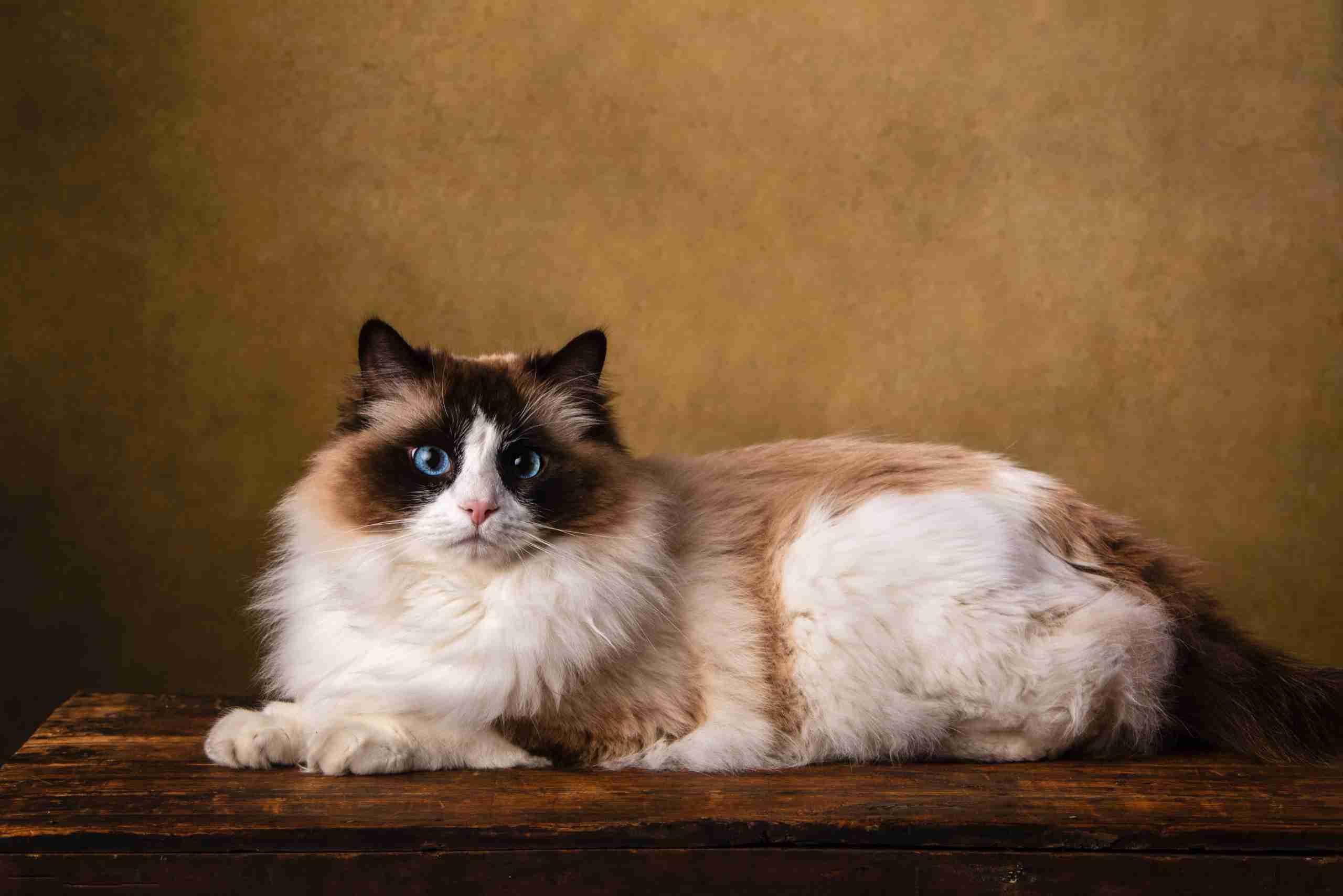 Raça de gatos Ragdoll