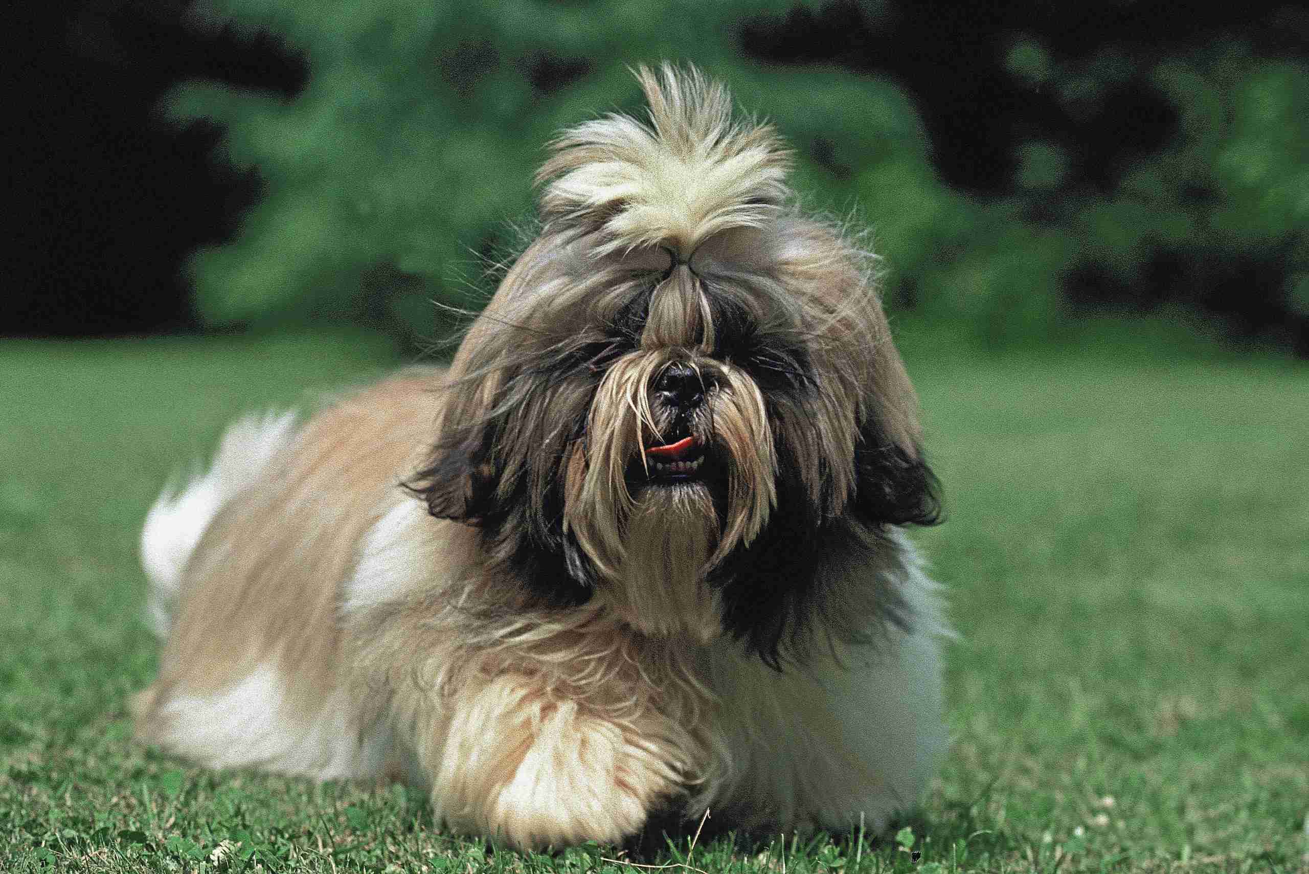 shi tzu