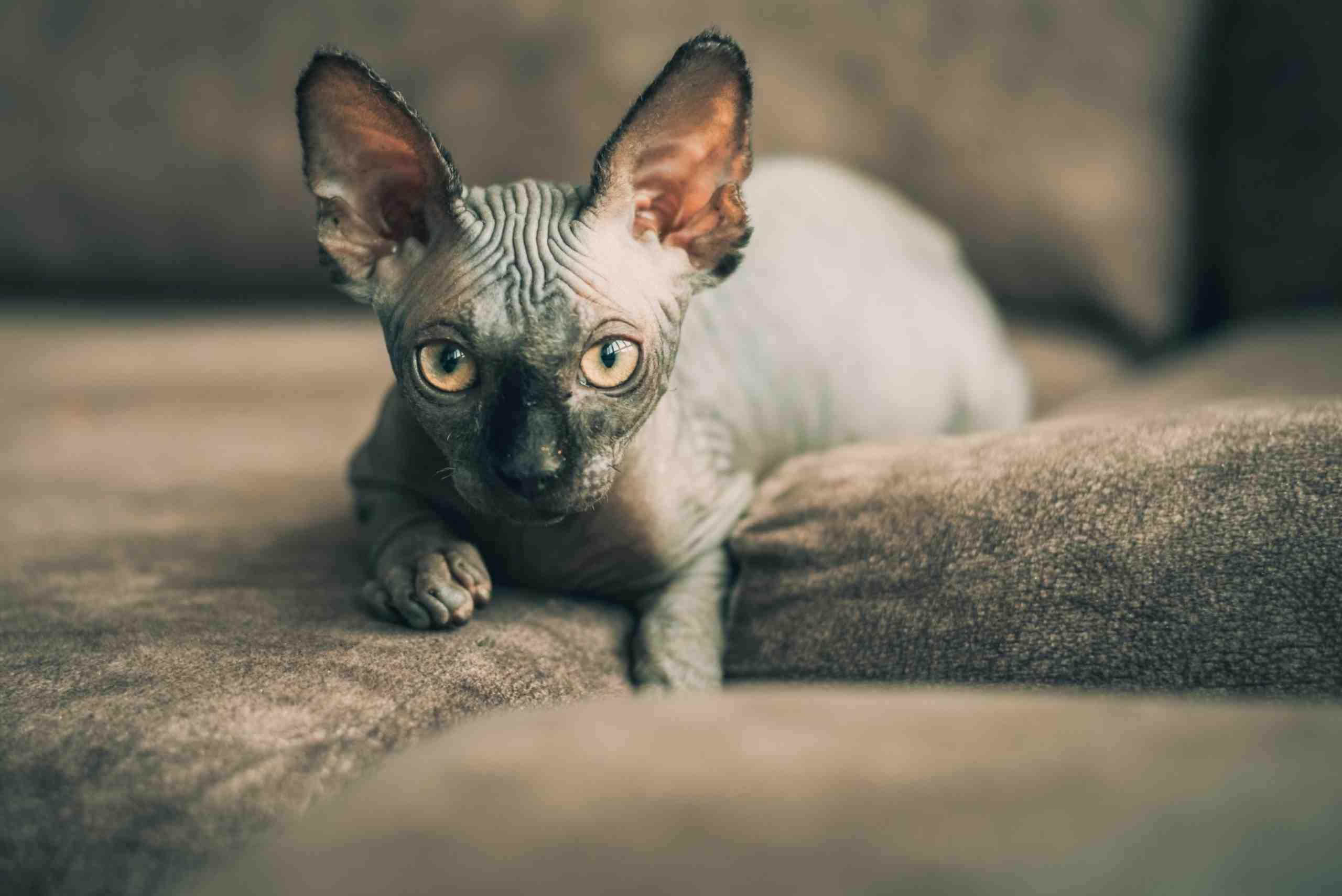 Sphynx preto