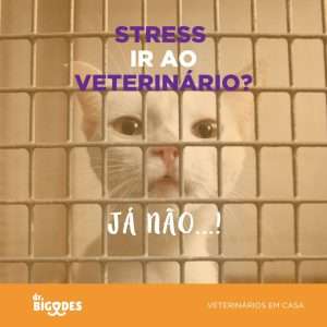 Stress a ir ao veterinario?