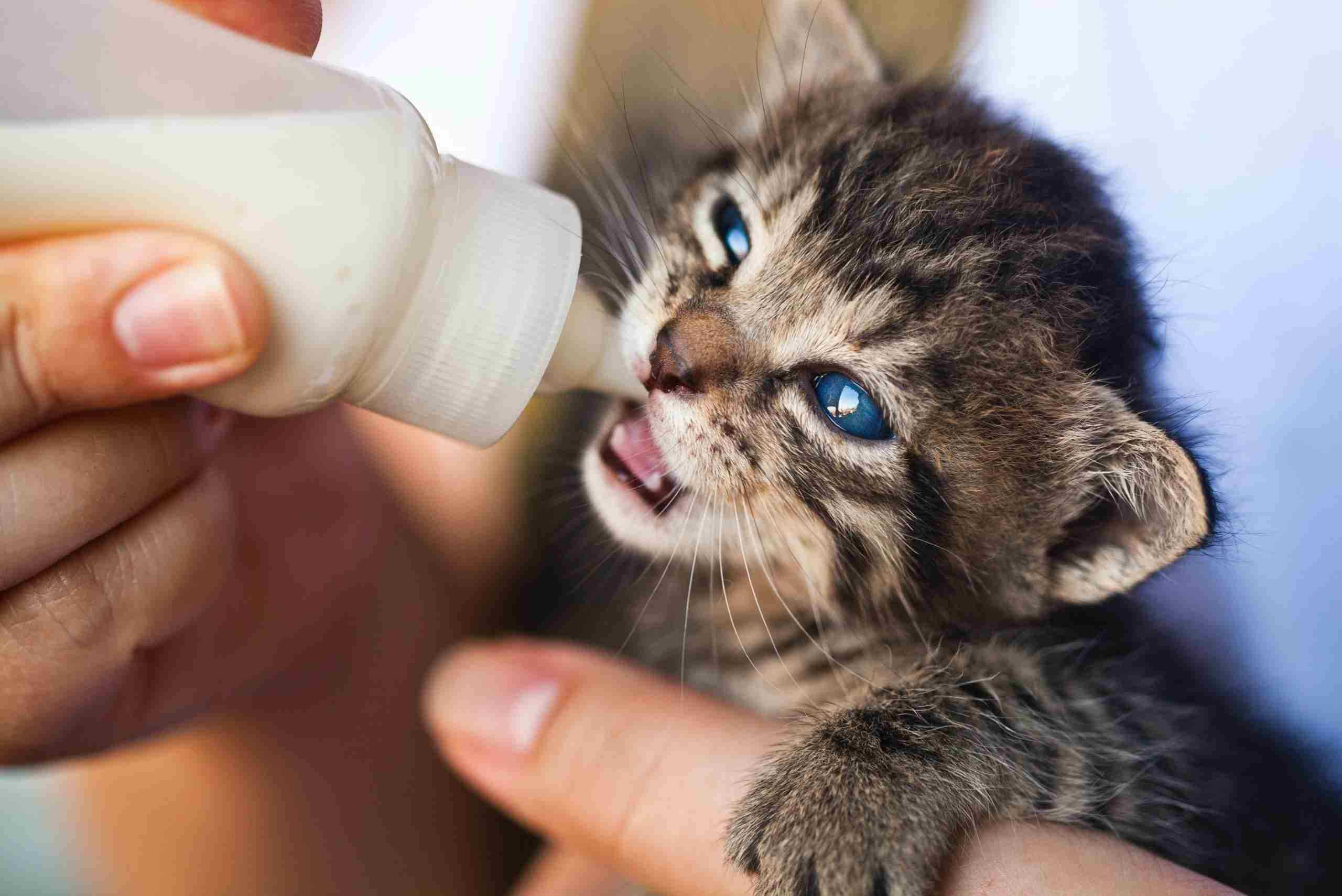 Alimenta o Em Gatos Beb s Saiba Tudo Dr Bigodes