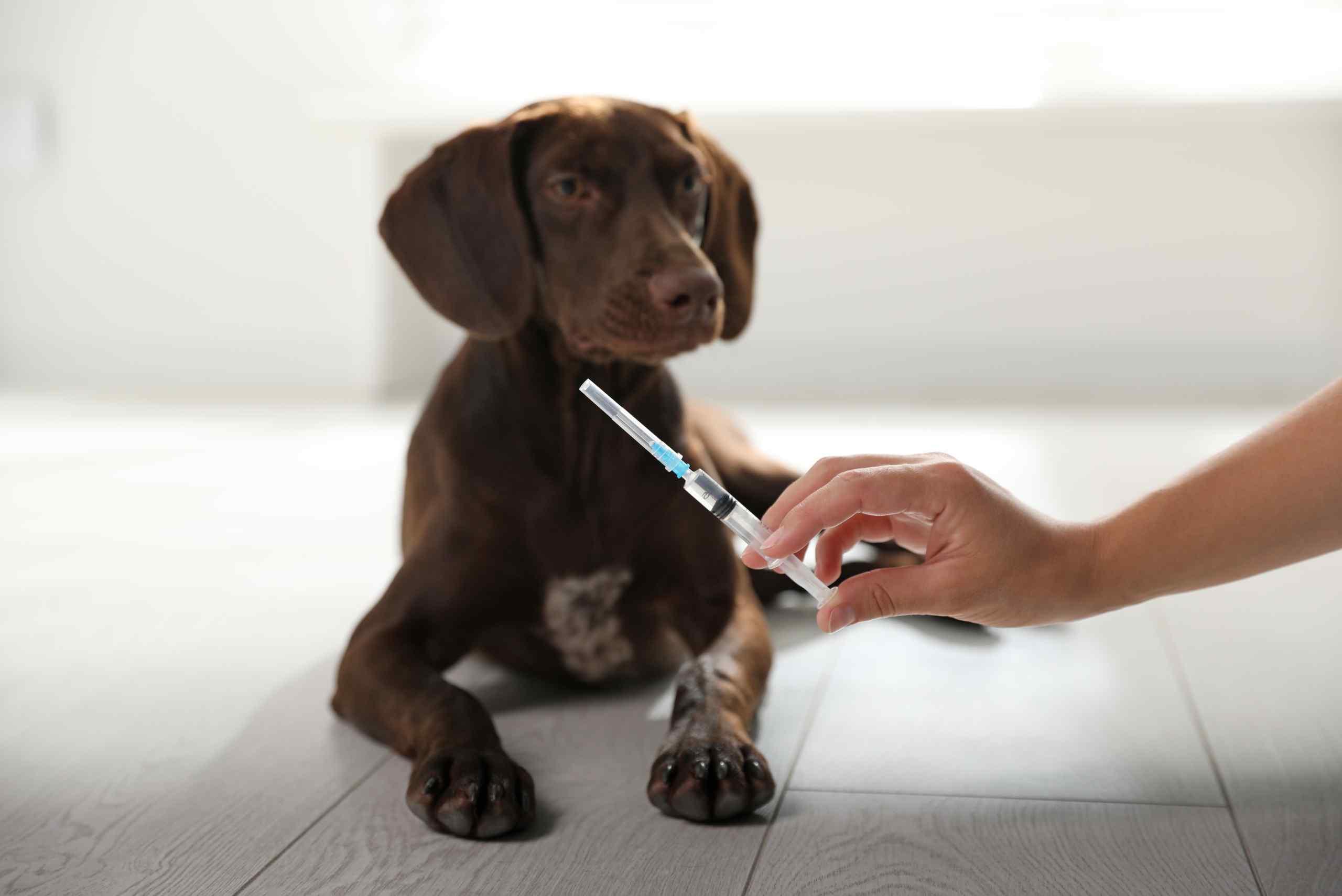 Vacina Leishmaniose em Cães - Proteja o Seu Amigo de 4 Patas