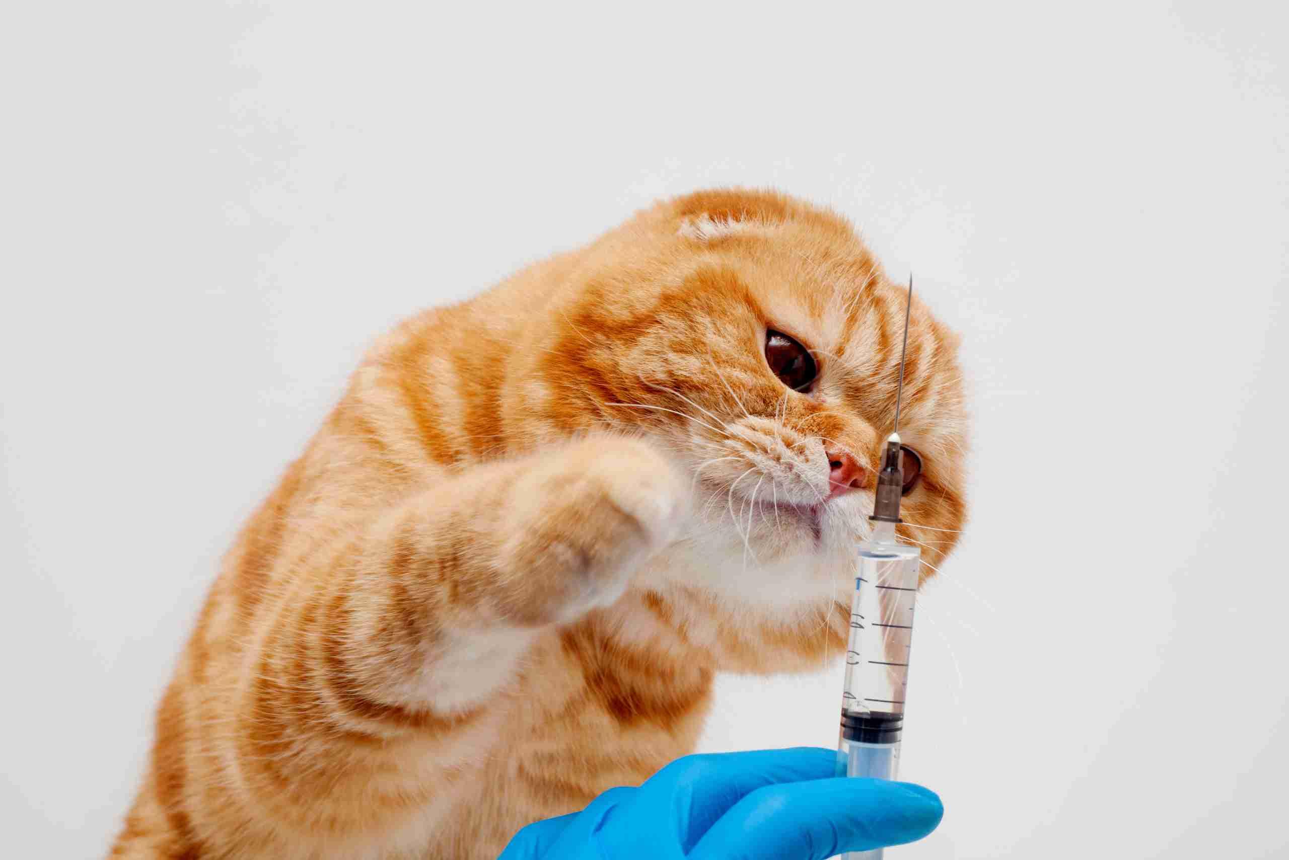 Vacinar Gatos que não saiem de casa