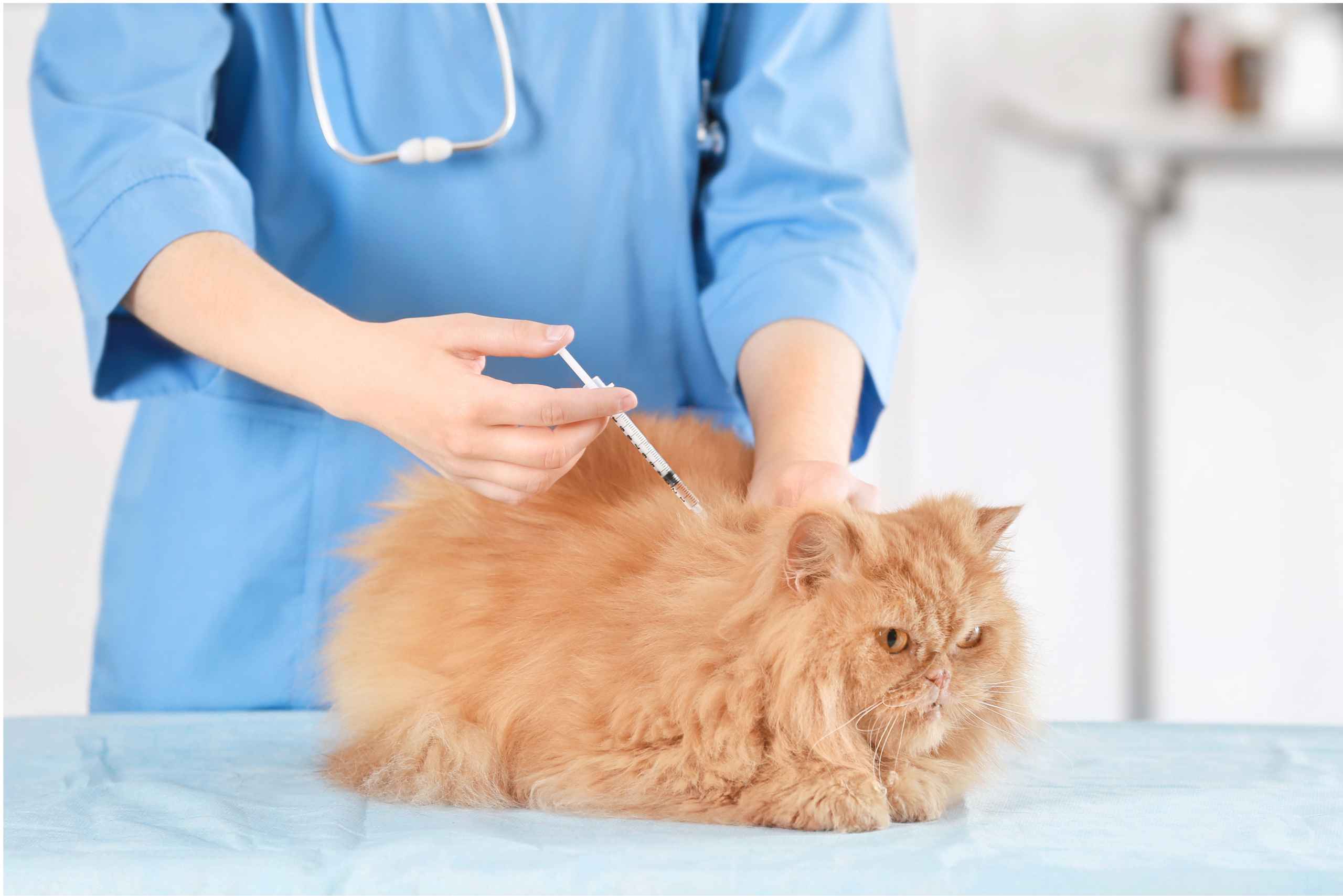 Vacinas Obrigatórias para Gatos