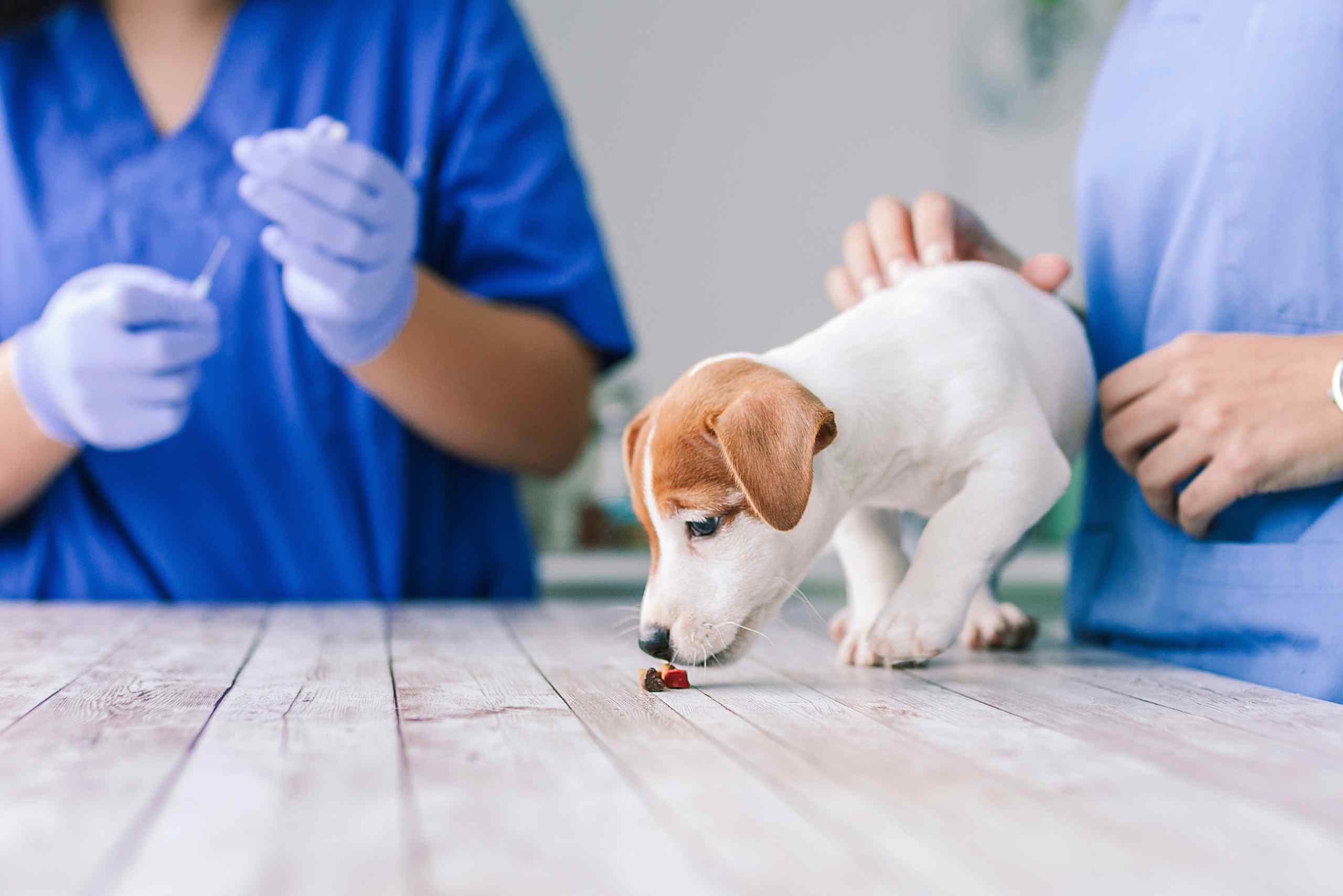 Vacinas para Cães Recém Nascidos? Contamos-lhe tudo neste artigo!