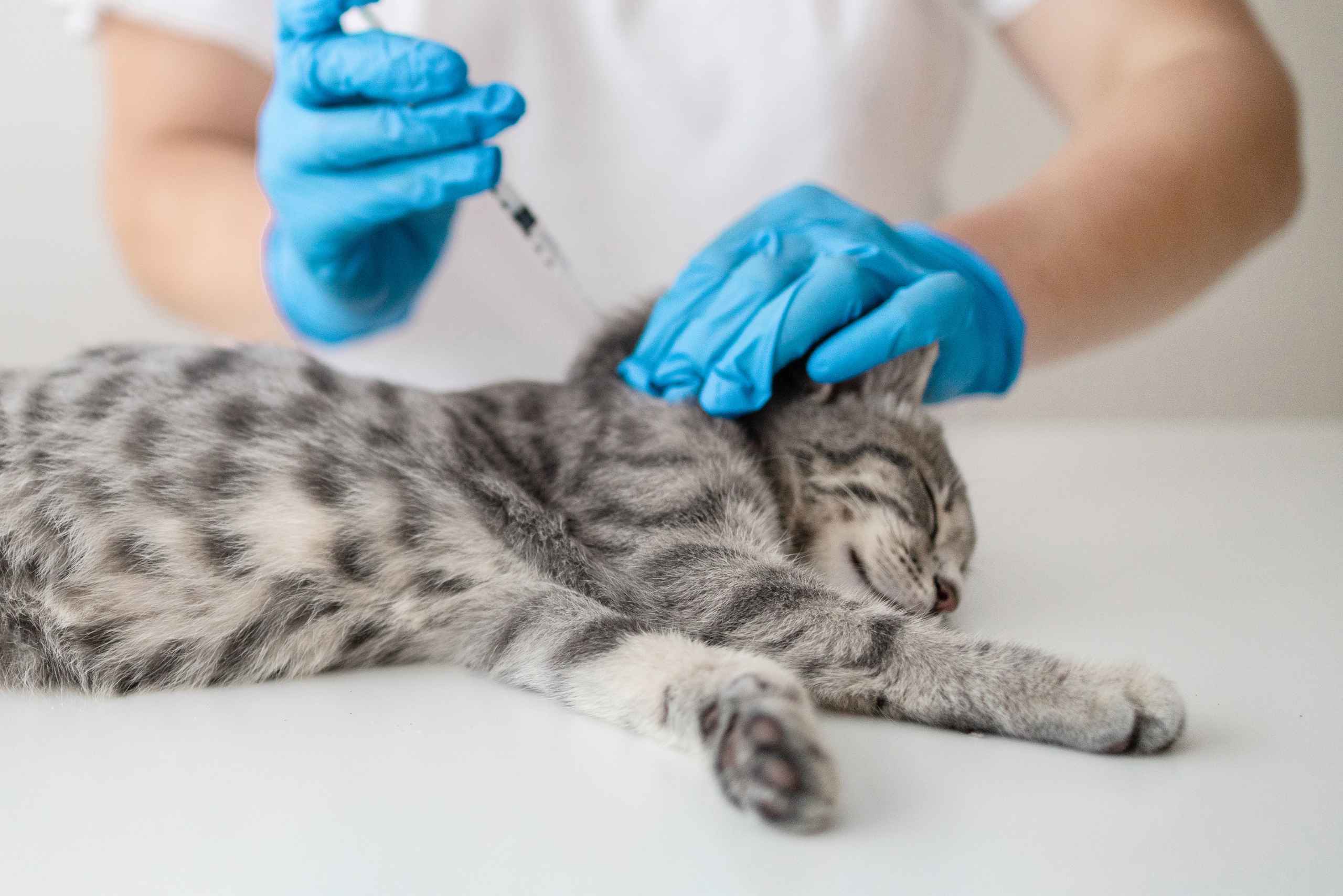 Vacinas para Gatos Recém Nascidos