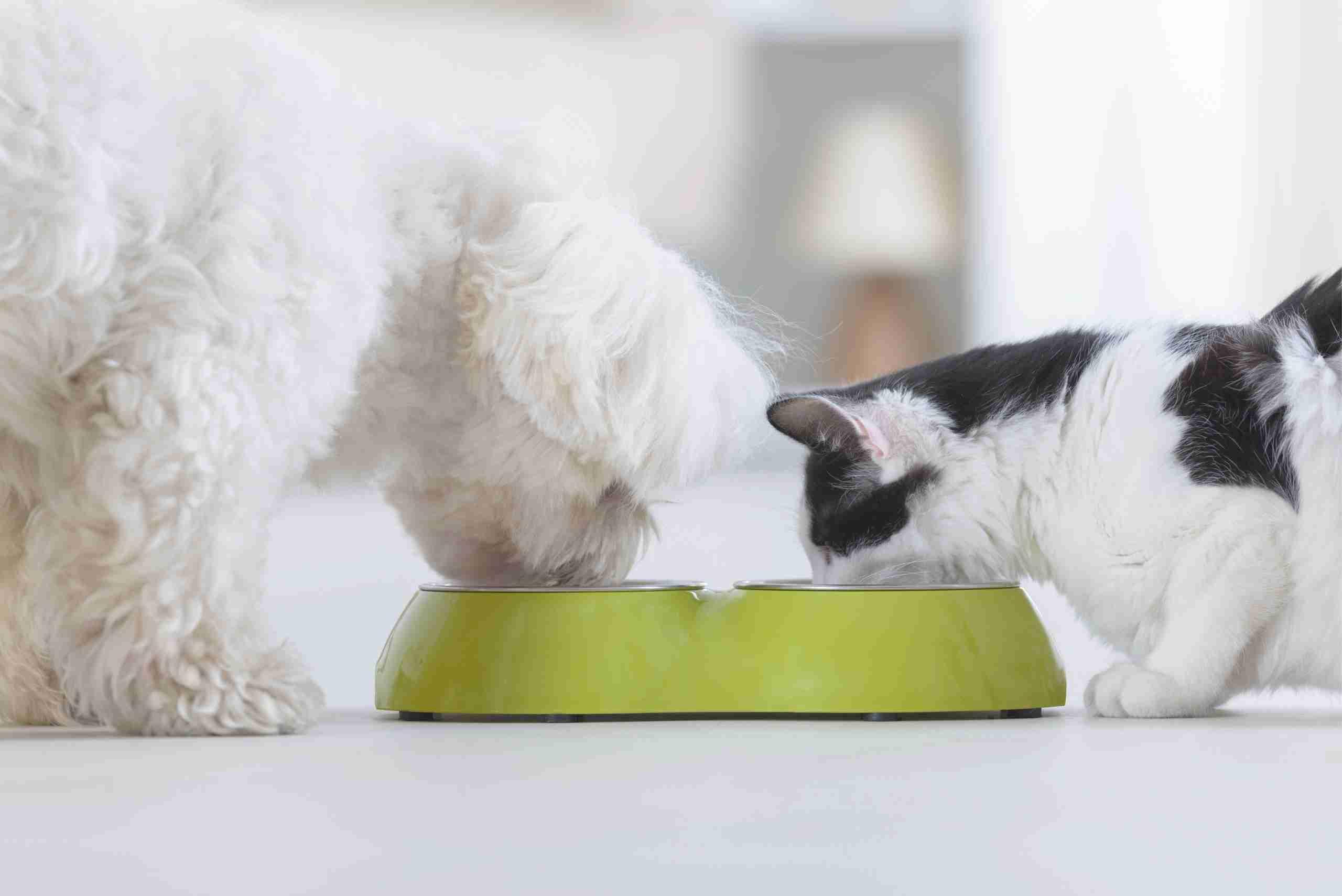 alergénios alimentares em cães e gatos