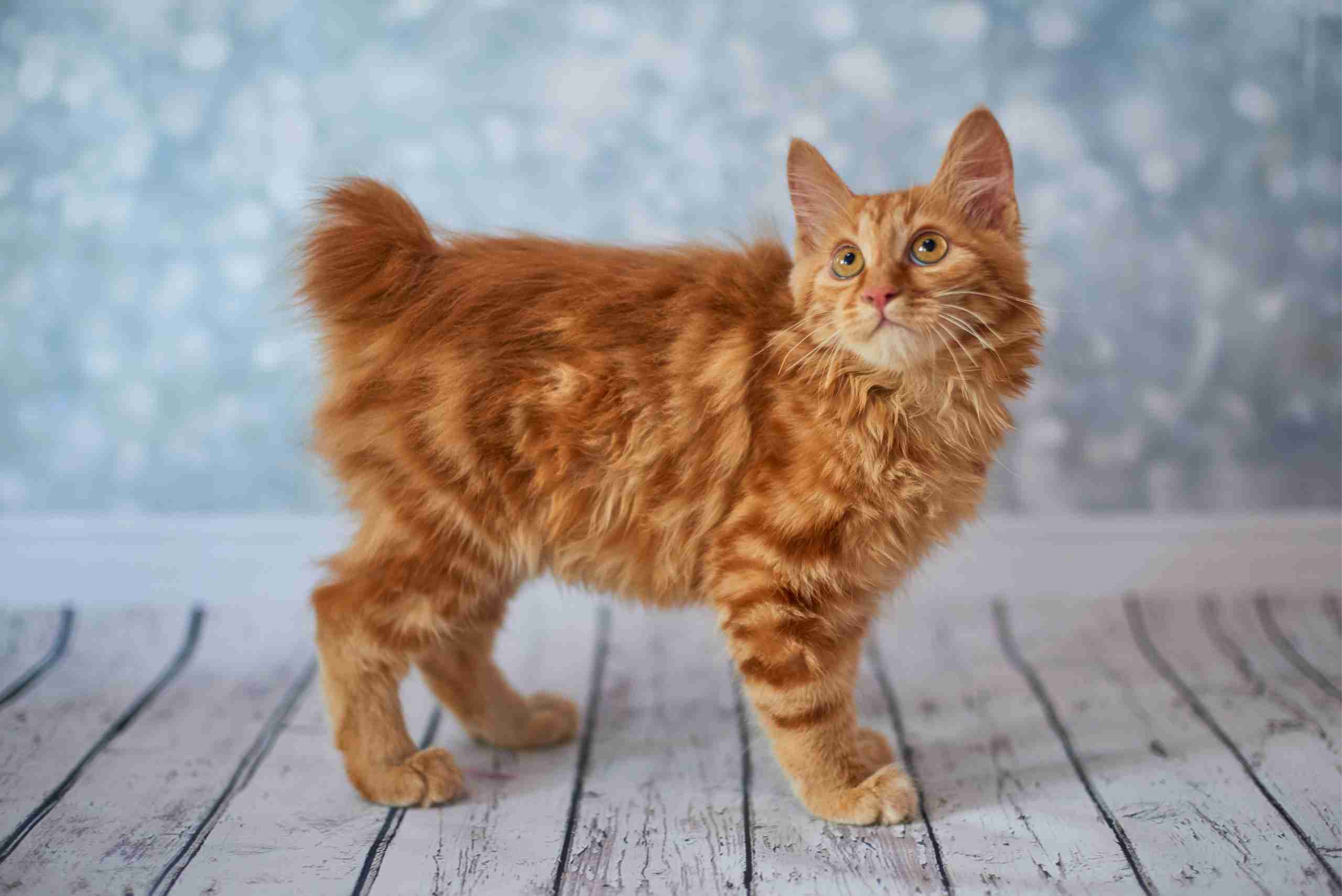 bobtail gato