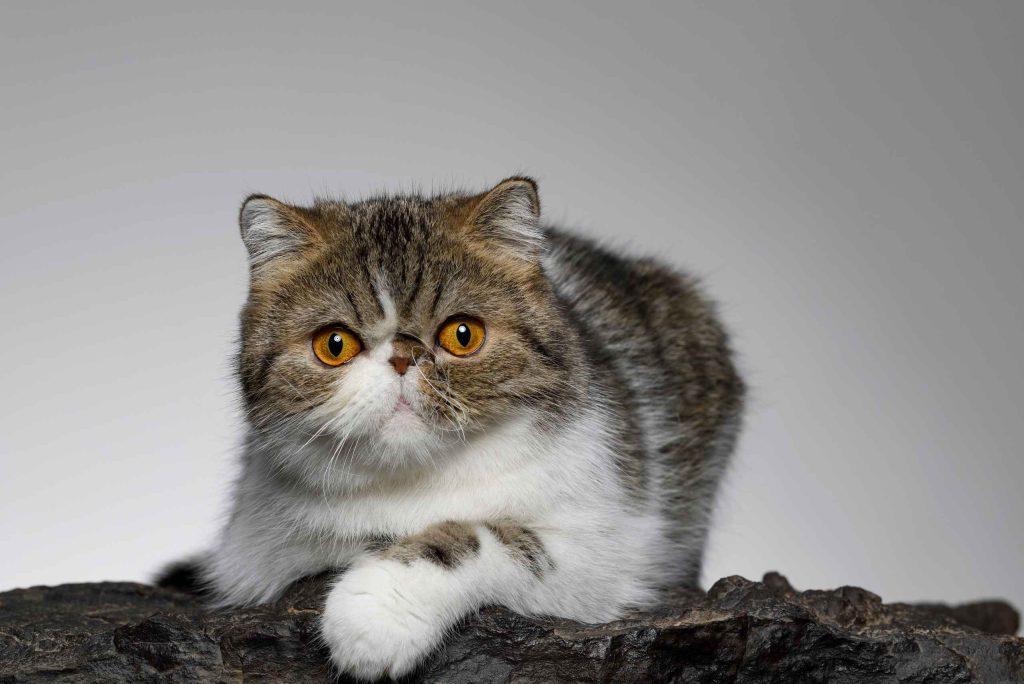 raça de gatos exotic shorthair