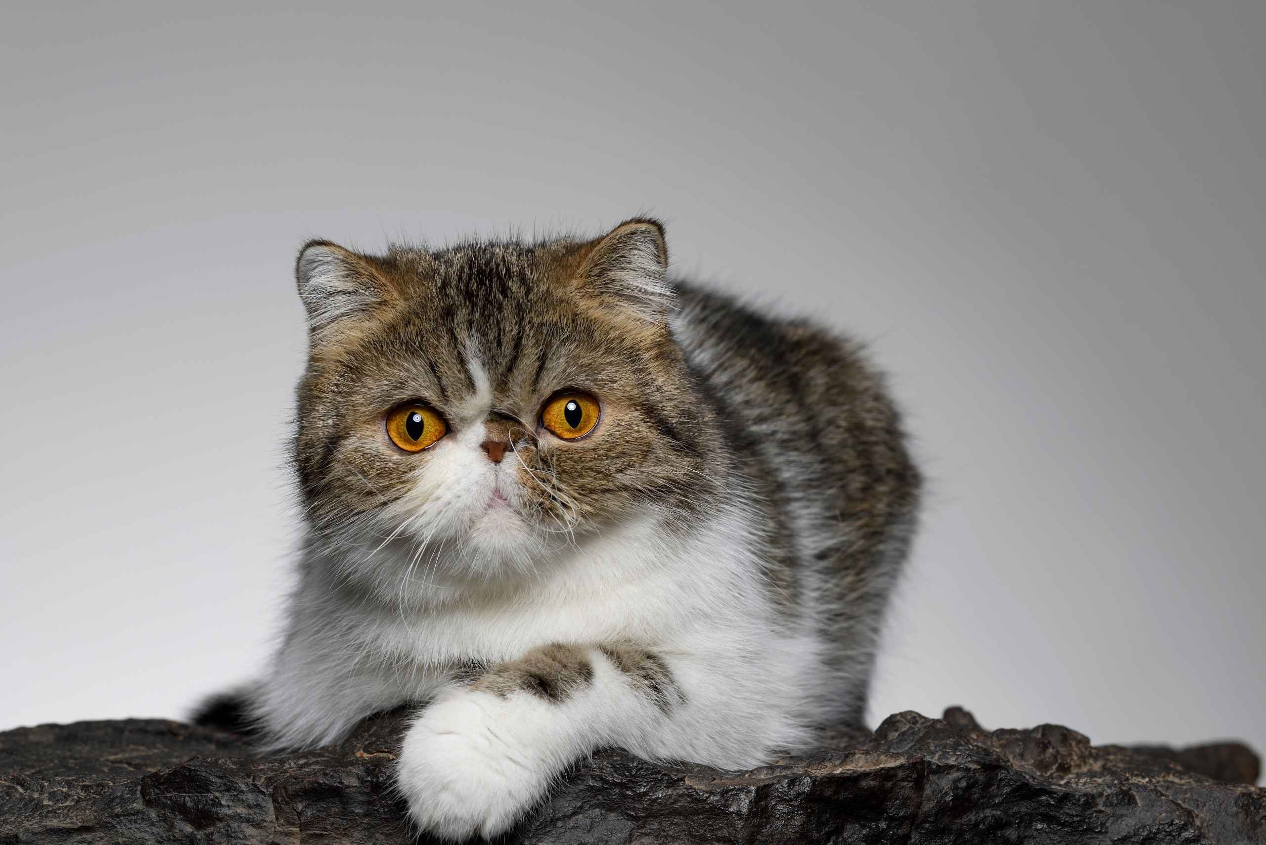 raça de gatos exotic shorthair