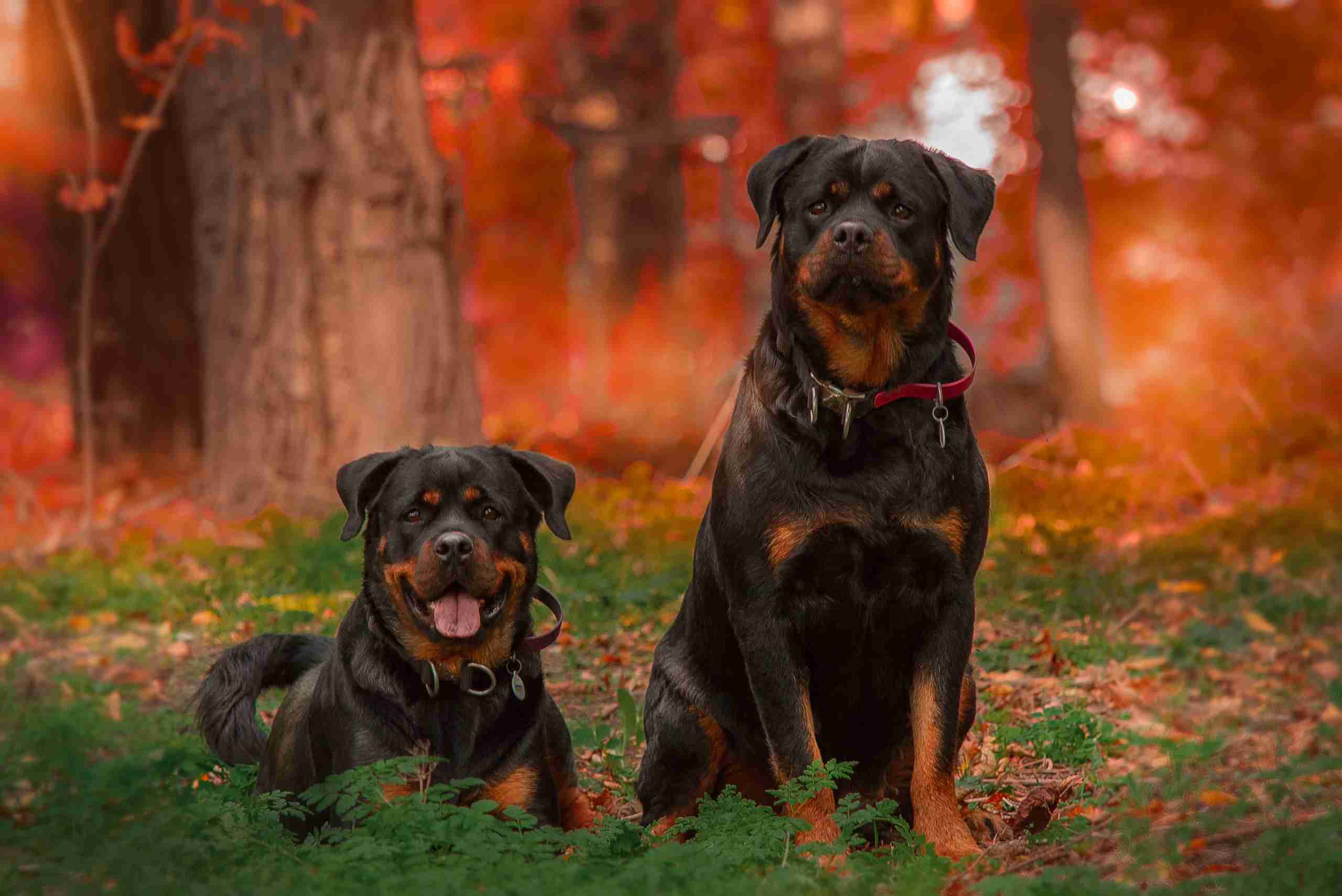 rottweiler raça de cães